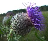 Cirsium polonicum. Соцветие. Курская обл., Железногорский р-н, окр. сл. Михайловка. берег р. Свапа. 16 августа 2006 г.