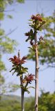 Ailanthus altissima. Ветви с распускающейся листвой (одичавшее растение). Черноморское побережье Кавказа, Новороссийск, у мыса Шесхарис, у обочины шоссе. 1 мая 2012 г.