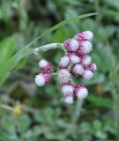 Antennaria dioica