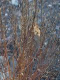 Draba siliquosa. Вызревшие соплодия. Кабардино-Балкария, Зольский р-н, долина Джилы-Су. 27.07.2012.