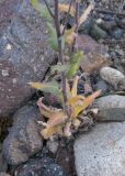 Draba stylaris