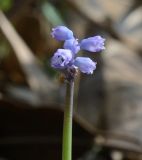 Muscari parviflorum. Соцветие. Israel, Lower Galilee, Ya'ar Lavi. 24.11.2011.