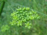 Heracleum sibiricum