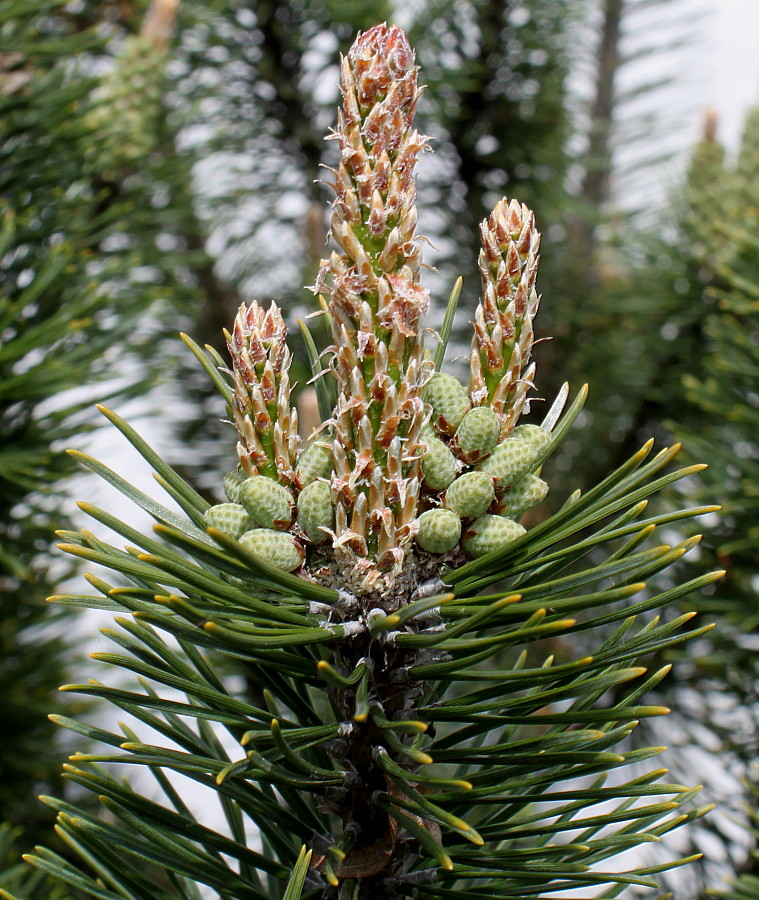 Изображение особи Pinus mugo.