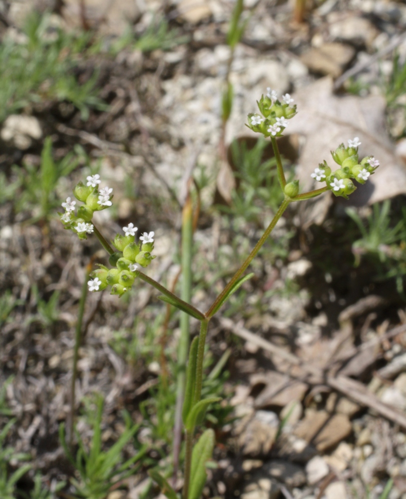 Изображение особи Valerianella rimosa.