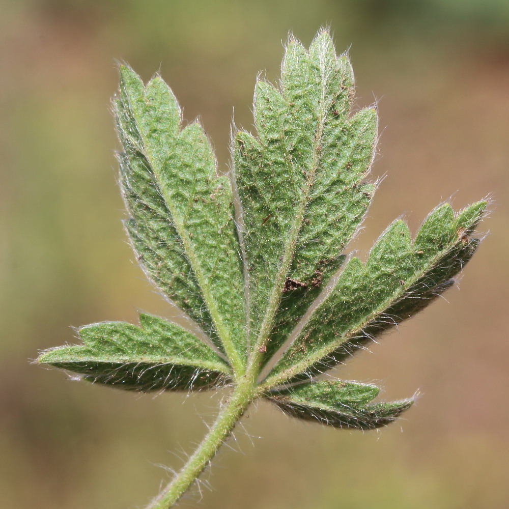 Изображение особи Potentilla astracanica.