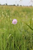 Knautia arvensis