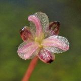 Elodea canadensis