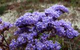 Limonium gmelinii. Конечная веточка соцветия с цветками бревистильного (короткостолбчатого) морфотипа. Алтайский край, Кулундинский р-н, между сс. Златополь и Орлеан; Центральная Кулунда, восточная кромка котловины оз. Джира, мокрый гидроморфный однолетнесолянковый (в комплексе с обионовым) солончак на плоском озёрном днище, в переходной зоне между сором и тростниковым займищем на периферии. 22 июля 2011 г.