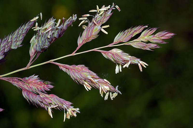 Изображение особи Phalaroides japonica.