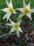 Tulipa bifloriformis