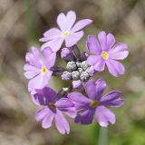 Primula farinosa. Цветки и бутоны. Ленинградская обл., Гатчинский р-н, окр. пос. Пудость, луг в старом травертиновом карьере. 24.05.2015.