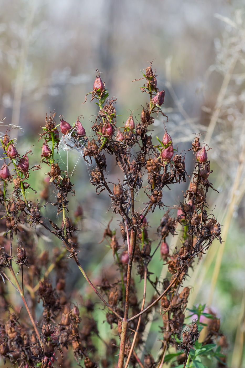 Изображение особи Hypericum perforatum.