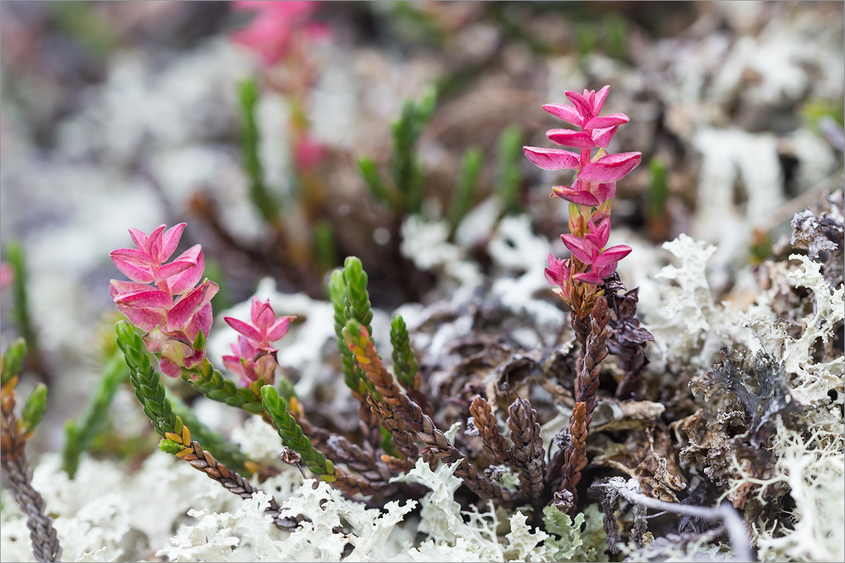 Изображение особи Cassiope tetragona.