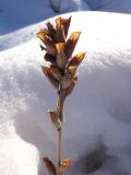 род Pedicularis