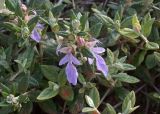 Teucrium fruticans