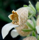 Digitalis lanata