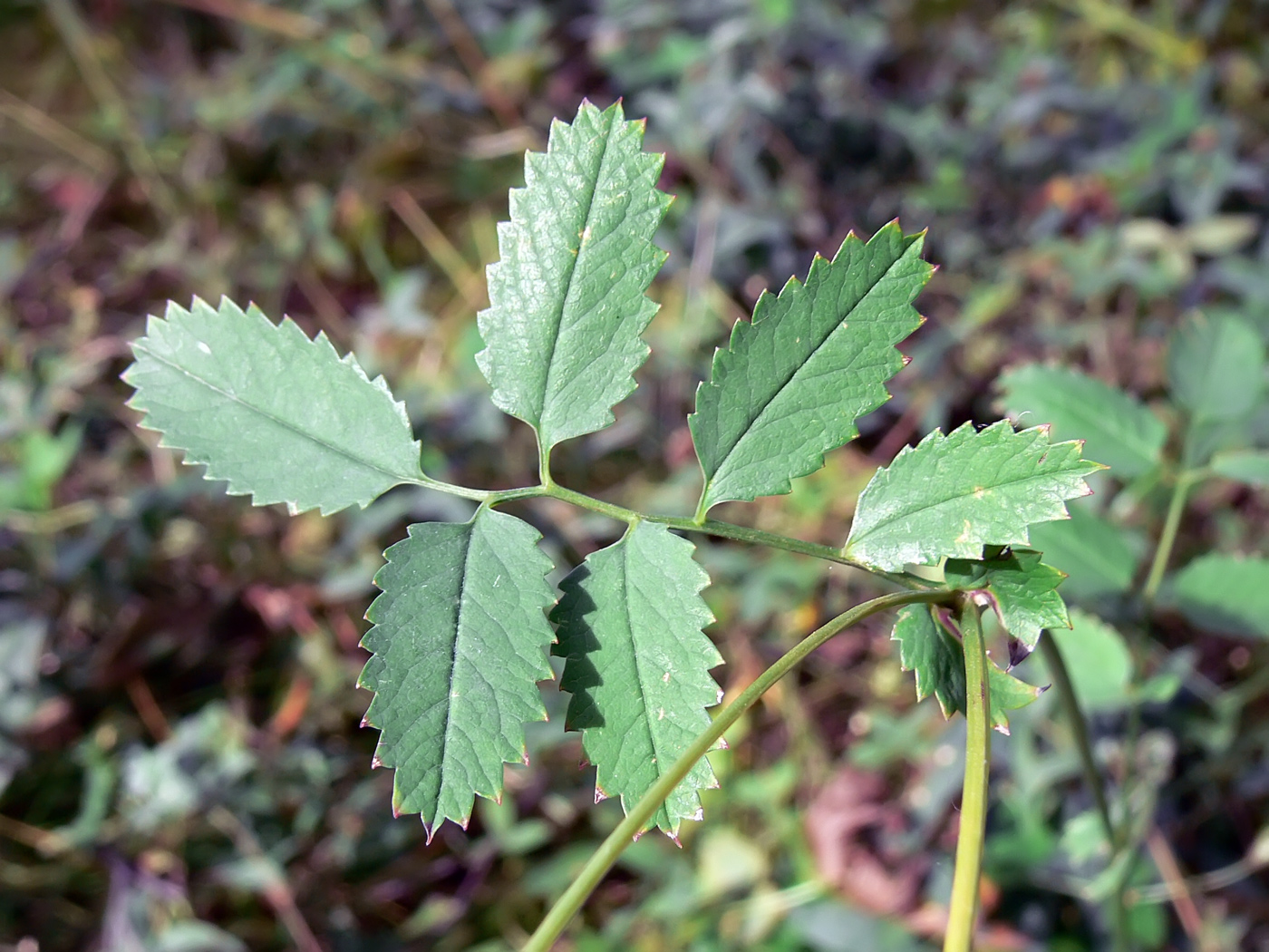 Изображение особи Sanguisorba officinalis.