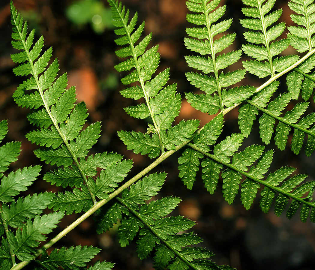 Изображение особи Dryopteris carthusiana.