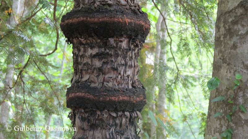 Изображение особи Taxus baccata.