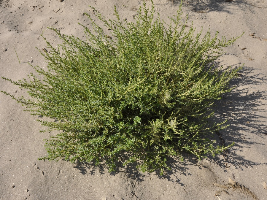 Изображение растения Amaranthus albus.