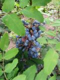 Mahonia aquifolium