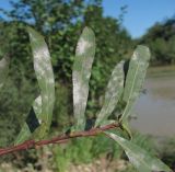 Salix elbursensis