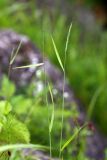 Elymus amurensis