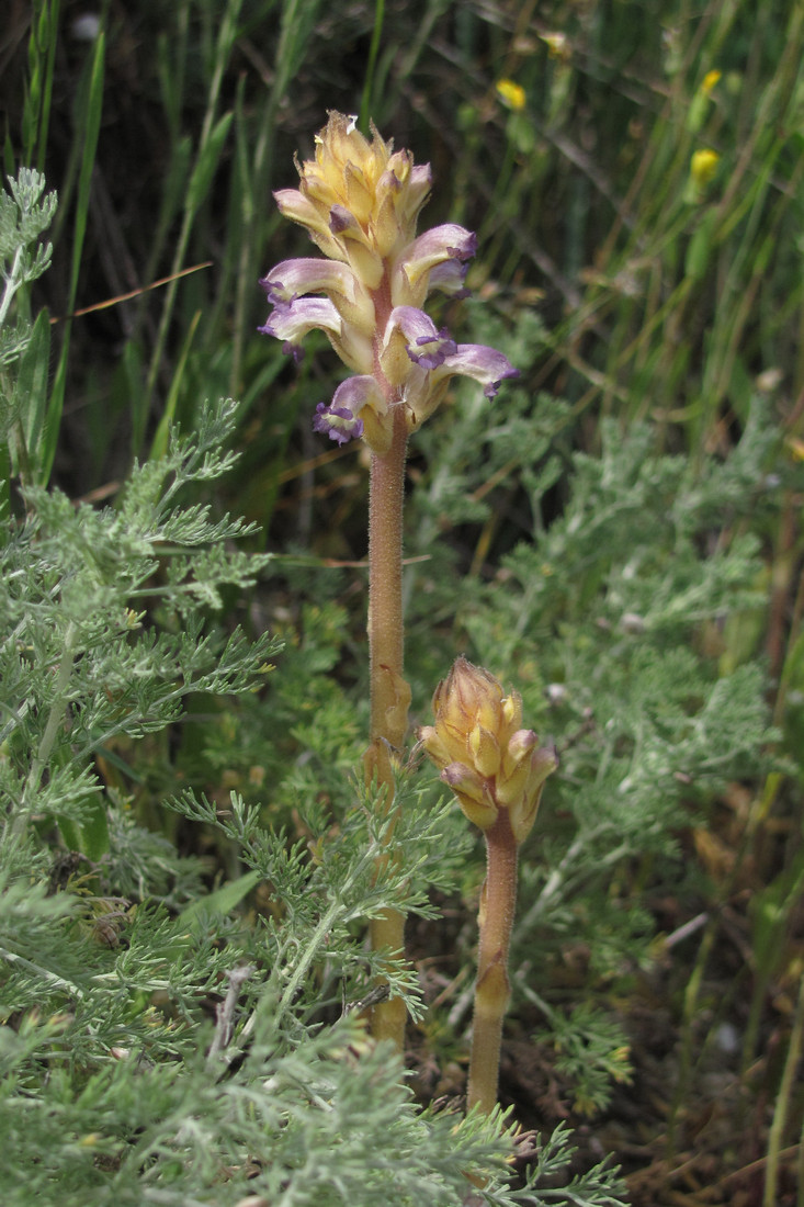 Изображение особи Orobanche cumana.