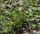 Dryopteris carthusiana