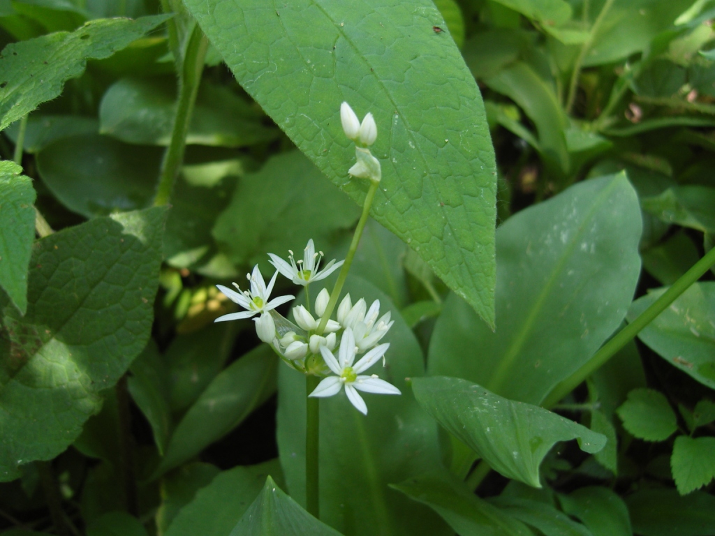 Изображение особи Allium ursinum.