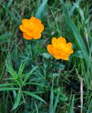 Trollius asiaticus