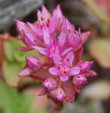 Sedum spurium