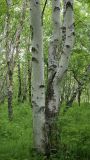 Betula kamtschatica