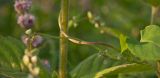 Fallopia convolvulus