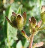 Veronica triphyllos. Зреющие плоды. Краснодарский край, Кущёвский р-н, станица Шкуринская, склон над рекой Ея. 01.05.2010.