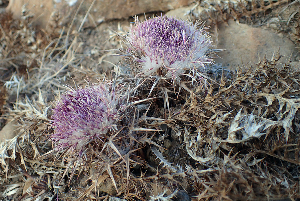 Изображение особи Carlina gummifera.