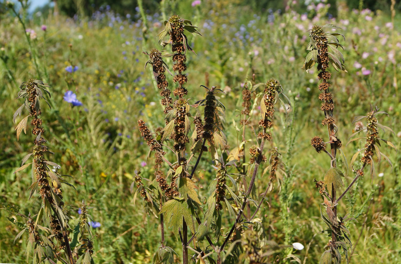 Изображение особи Leonurus quinquelobatus.