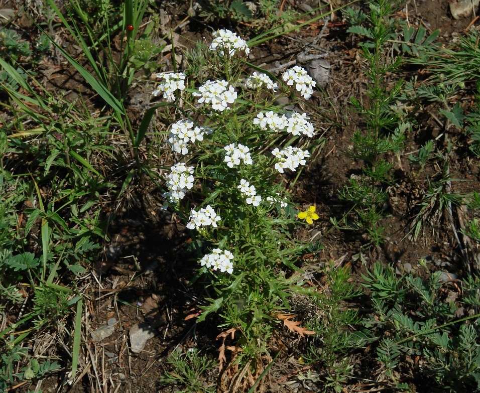 Изображение особи Dontostemon pinnatifidus.