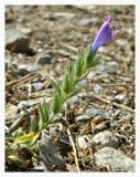 Echium plantagineum. Верхушка побега с цветком. Франция, Прованс-Альпы-Лазурный берег, г. Сен-Тропе, горный склон. Июль.