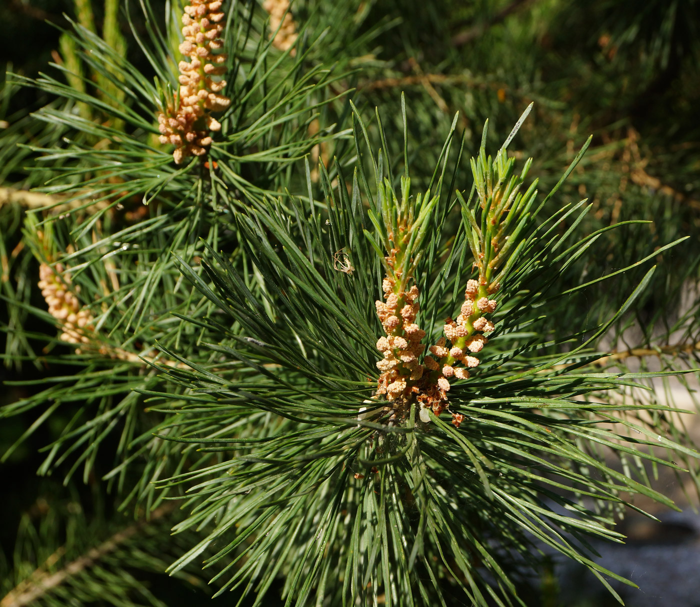 Изображение особи Pinus sylvestris.