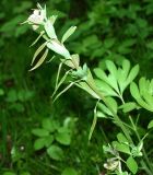 Corydalis bracteata. Верхняя часть растения с завязавшимися плодами. Московская обл., Раменский р-н, пос. Ильинский, самосев на дачном участке. Растения занесены из Ботанического сада МГУ. 06.05.2018.