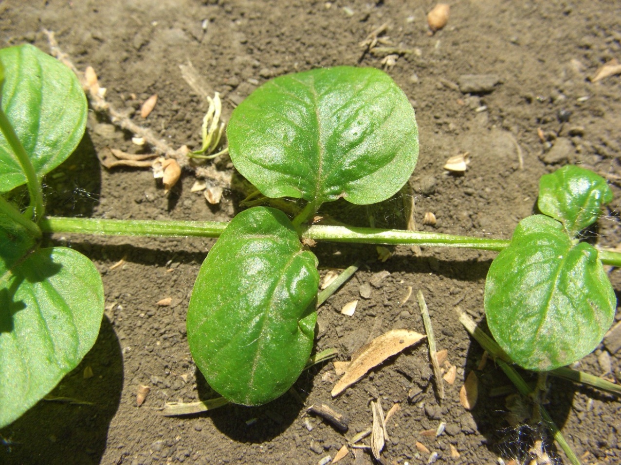 Изображение особи Lysimachia nummularia.