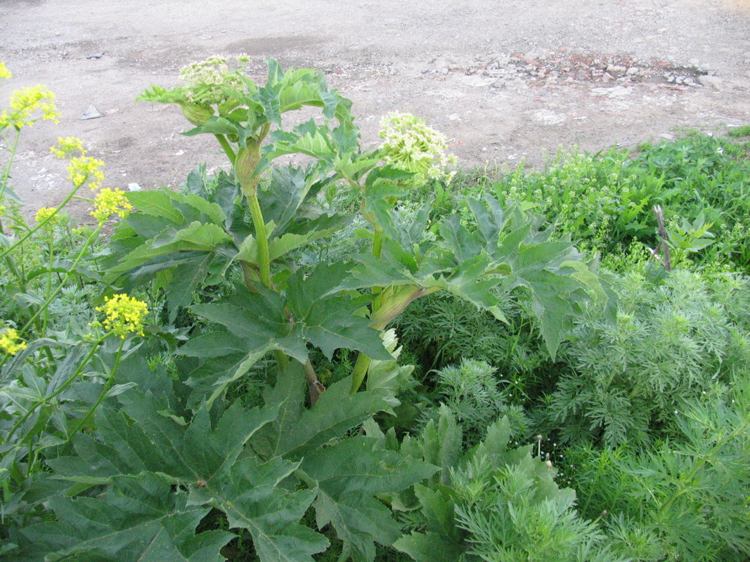 Изображение особи Heracleum dissectum.