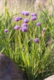 Allium schoenoprasum. Цветущие растения. Ленинградская обл., Выборгский р-н, побережье Финского залива, супралитораль, луговина среди валунов. 16.06.2018.