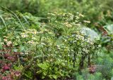 Pyrethrum parthenium. Цветущее растение. Санкт-Петербург, Старый Петергоф, парк \"Сергиевка\", цветник с элементами рокария и альпийской горки. 17.09.2017.