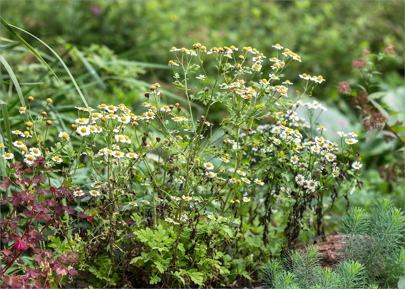 Изображение особи Pyrethrum parthenium.