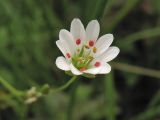 Stellaria palustris