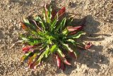 Oenothera biennis