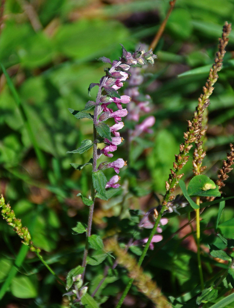 Изображение особи Odontites vulgaris.